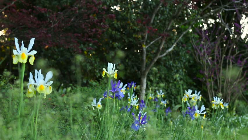 Medium shot of a mature garden with blue, white and yellow irises as the border