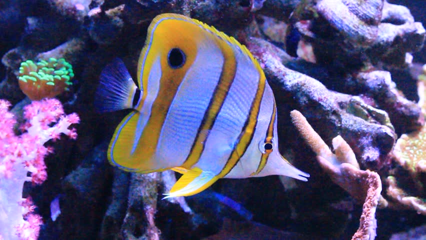 Copperband butterflyfish - Chelmon rostratus image - Free stock photo ...