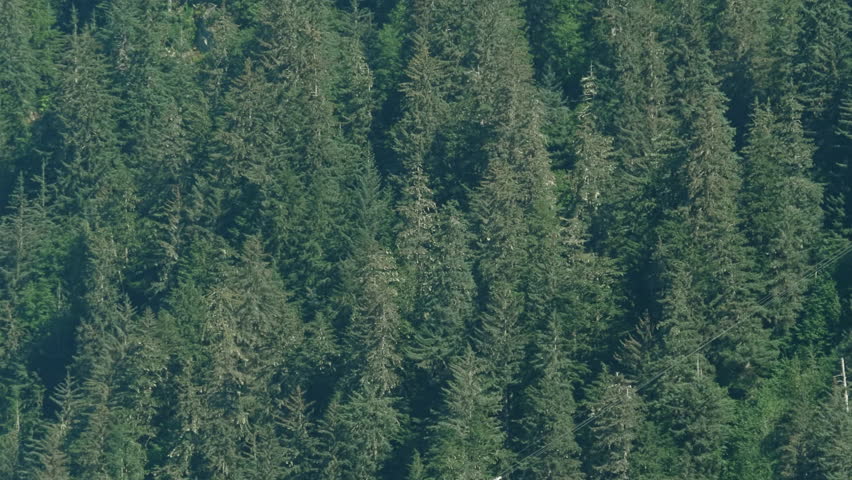 Red mountainside lifts crossing in front of the forest near Juneau Alaska.
