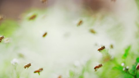 Slow motion of swarm of bees, honeybee flying in the sunshine with blurred bright spring background and lens zooming shallow focus