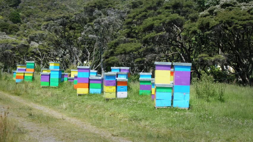 Aerial: Colorful beehives on farmland. The bees collect the pollen from the Manuka trees surrounding them, that produces the manuka honey. Bay of Plenty New Zealand Royalty-Free Stock Footage #1024784249
