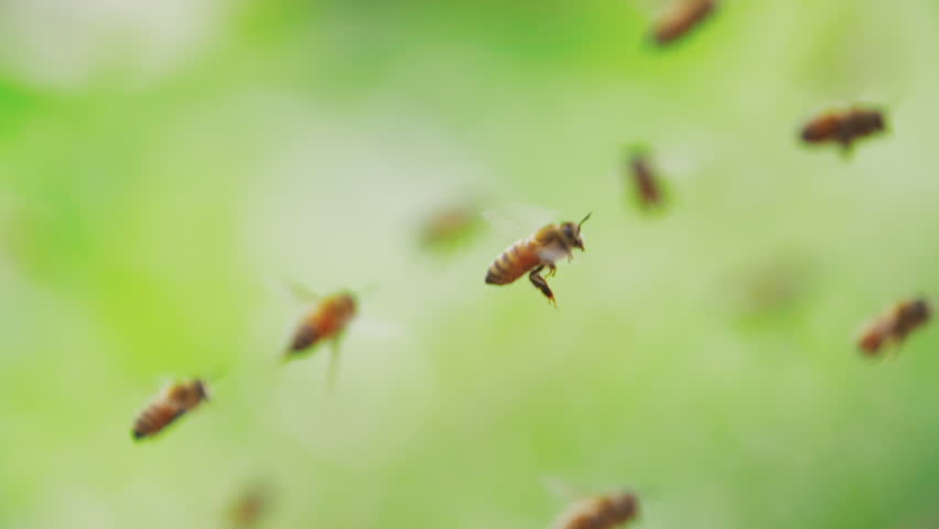 The swarm flock of bees that had. The swarm flock of bees that had