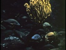 ATLANTIC OCEAN, BERMUDA, 1994, Coral and fish, underwater footage, off the coast