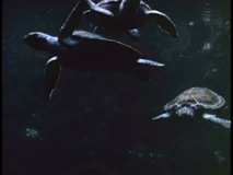 ATLANTIC OCEAN, BERMUDA, 1994, Turtles swimming, underwater footage, off coast