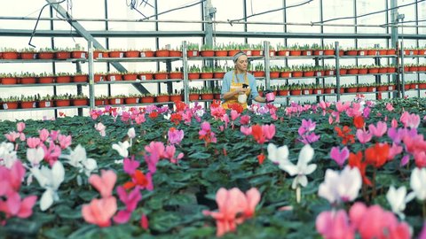 One gardener sprays cyclamens in pots while working in a greenhouse.