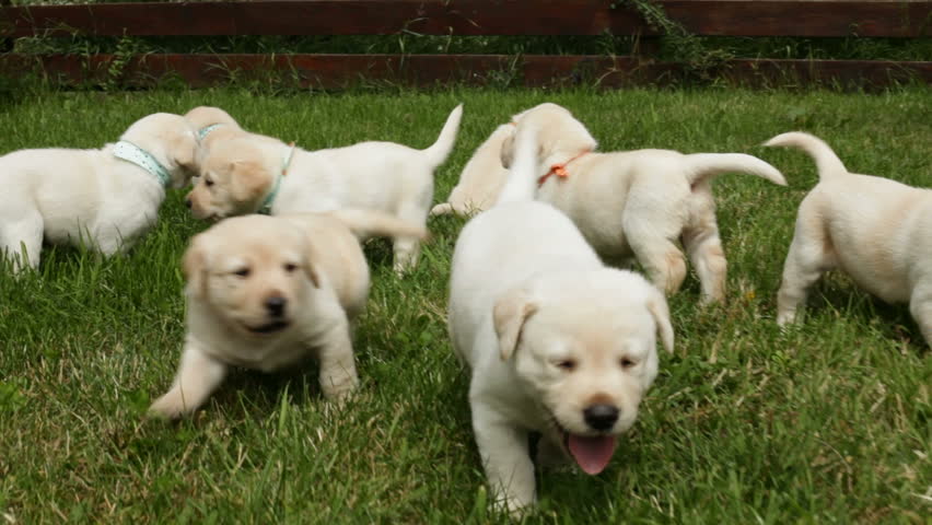 Hungry labrador puppies running to the feeding bowls in the grass eager to eat - close up, camera follows on the grass level Royalty-Free Stock Footage #1024795880