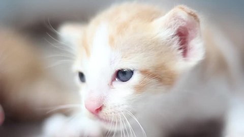 Close up of cute kitten