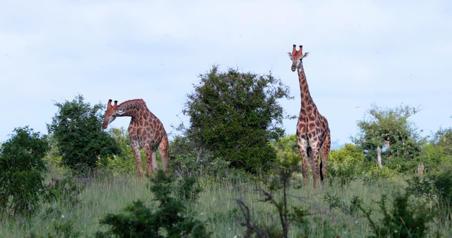 giraffe in the savannah, park kruger south africa