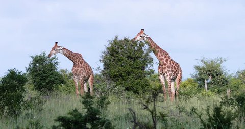 giraffe in the savannah, park kruger south africa