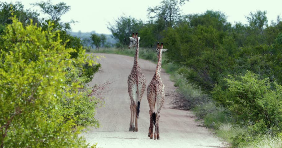 giraffe in the savannah, park kruger south africa