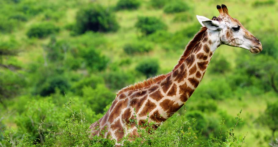 giraffe in the savannah, park kruger south africa