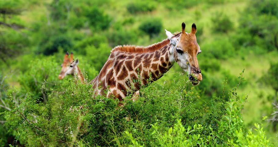 giraffe in the savannah, park kruger south africa