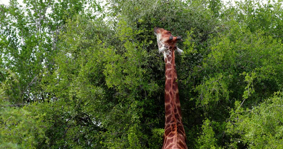 giraffe in the savannah, park kruger south africa