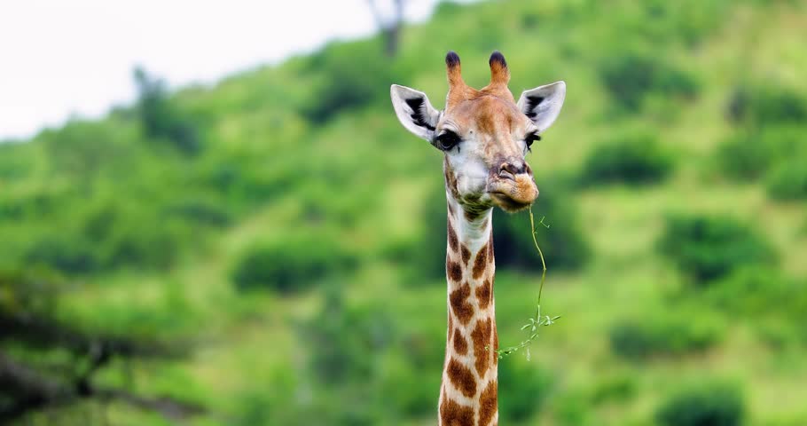 giraffe in the savannah, park kruger south africa
