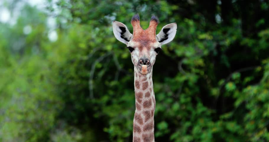 giraffe in the savannah, park kruger south africa