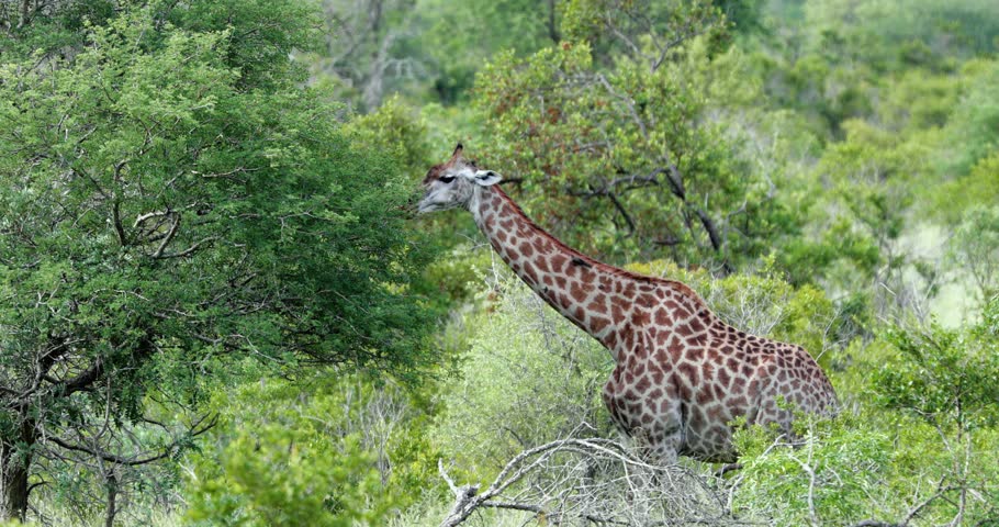 giraffe in the savannah, park kruger south africa