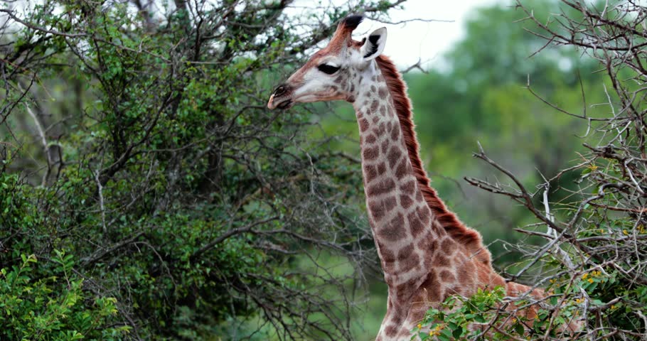 giraffe in the savannah, park kruger south africa