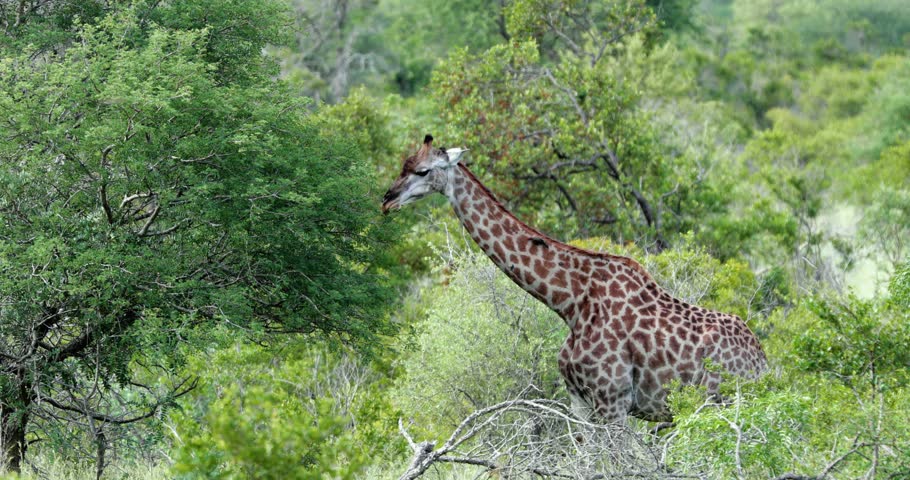 giraffe in the savannah, park kruger south africa