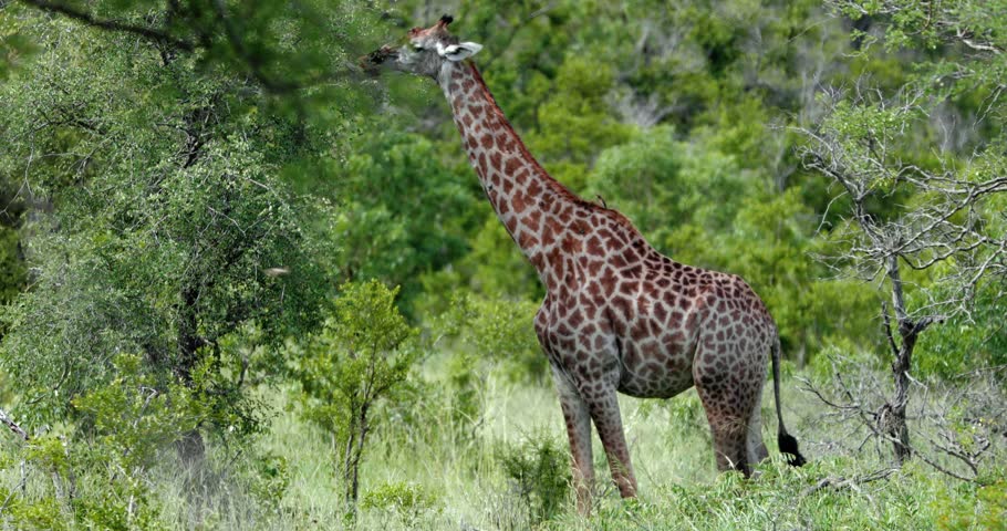 giraffe in the savannah, park kruger south africa