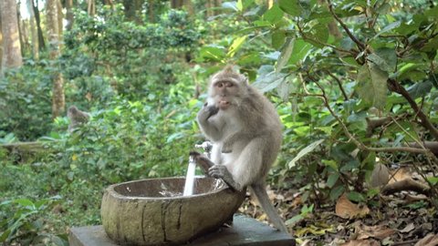 4K ANIMALS Juvenile monkey playing with a water pipe in a rainforest at a Buddhist temple in Bali, Indonesia. Tourism, travel, wildlife concept