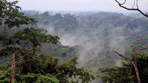 The evaporation of moisture in the rainforest of Africa. Fog over the tropical jungles of Africa. Equatorial Guinea. / Beautiful landscape. The evaporation of moisture in the rainforest of Africa