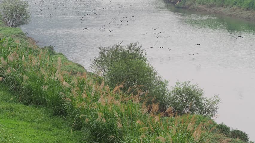 migratory birds visiting Keelung river, Taiwan