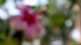 blurred pink flower and rear nature bokeh footage video clip