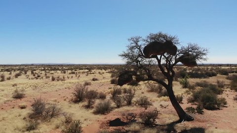 Huge sociable weaver bird nest on tree in arid desert landscape of Southern Namibia, Aerial drone shot