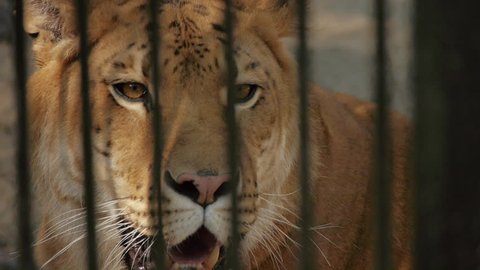 34 Liger Stock Video Footage - 4K and HD Video Clips | Shutterstock 34 Liger Stock Video Footage - 4K and HD Video Clips | Shutterstock