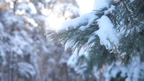trees in the snow Winter background . slow motion video. Christmas evergreen spruce lifestyle tree with fresh snow. frozen Pine branches covered with hoarfrost. concept new year winter. Pine trees