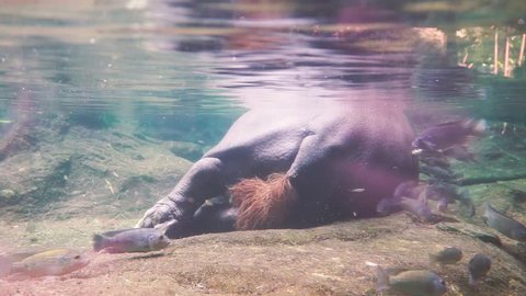 Footage of hippo big ass inside a huge aquarium 