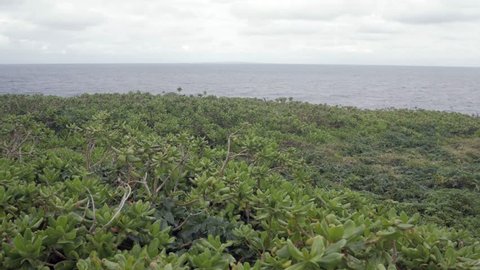 Landscape view of the sea/beach plant with the background of the tropical sea of pacific in Okinawa, Japan - cape hedo
