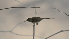 Common tailorbird  with long tail perching on small branch  looking at photographer and fly away,4K video.