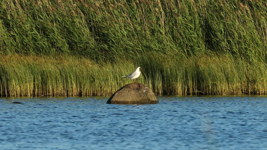 Black-headed gull on the rock