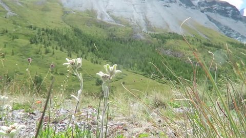 Edelweiss flowers on the background of mountains. Wind shaking edelweiss flowers. Mountain summer landscape, green nature scape mountains
