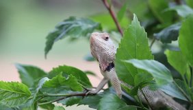 A video of a Plant Lizard sitting on the leaves of a plant in the park in its natural habitat