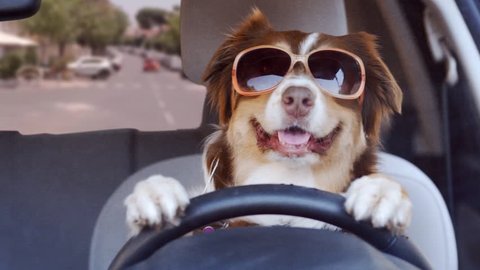 A dog driving a car on a suburban street wearing funny sunglasses