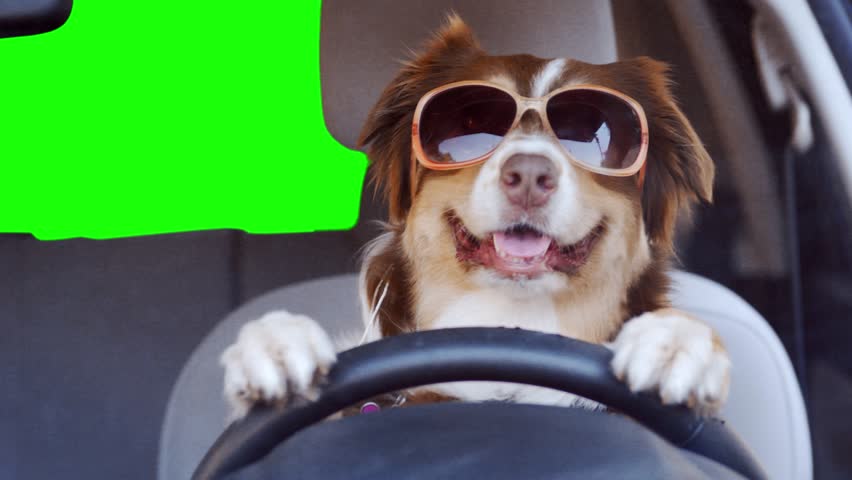 A dog driving a car on a green screen background wearing funny sunglasses | Shutterstock HD Video #1024867418