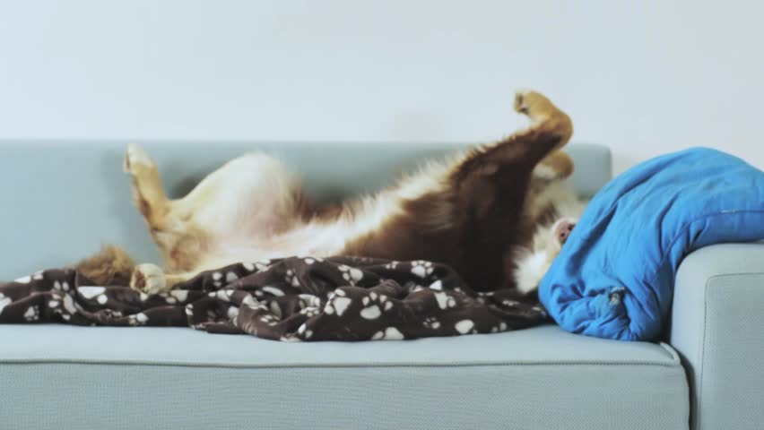 Dog sleeping on a sofa wakes up and jumps off