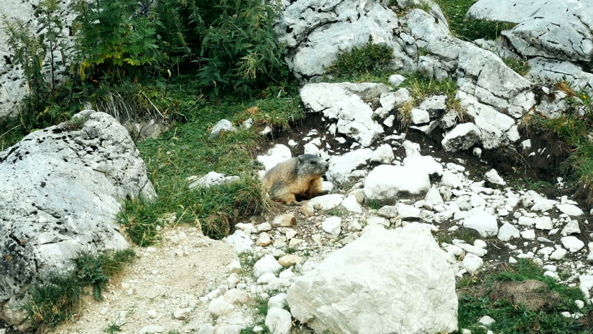 marmot standing in the sun on the alpine mountains of South Tyrol
