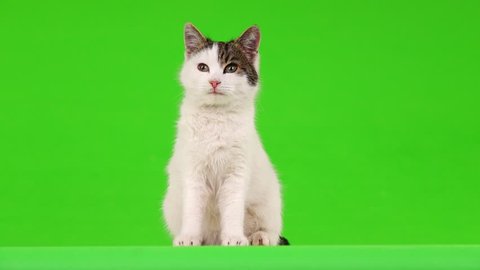 white cat, view in different directions, on the green screen