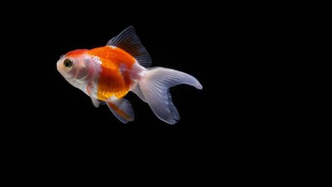 Slow motion view of Goldfish fun swimming on black screen