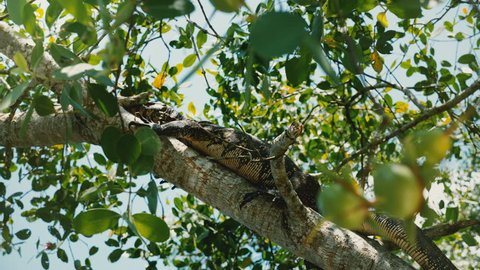 Giant wild Goanna monitor lizard resting on sunny exotic tree branch under bright sunshine in Sri Lanka national park.