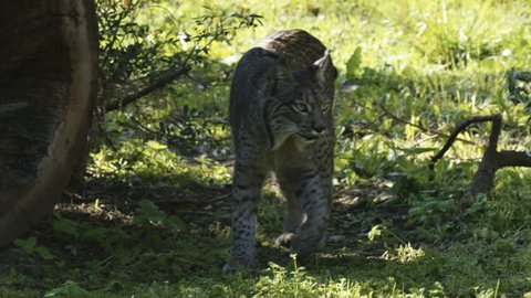 Iberian lynx walking