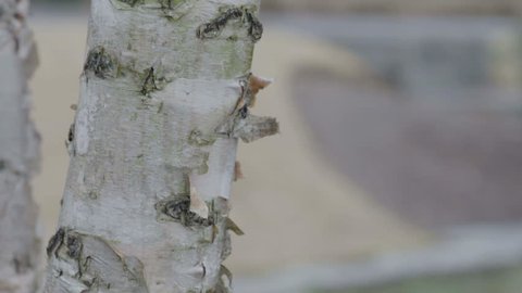 Tilt Down of River Birch Tree Bark on a Cold Winter Day