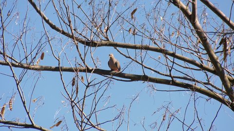 Mourning dove perched in a tree
