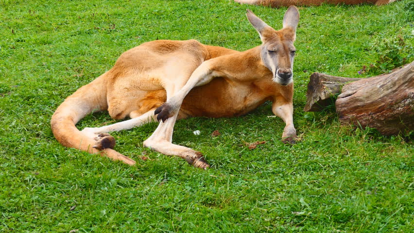 kangaroo lying down relaxing on grass : vidéo de stock (100 % libre de droi...