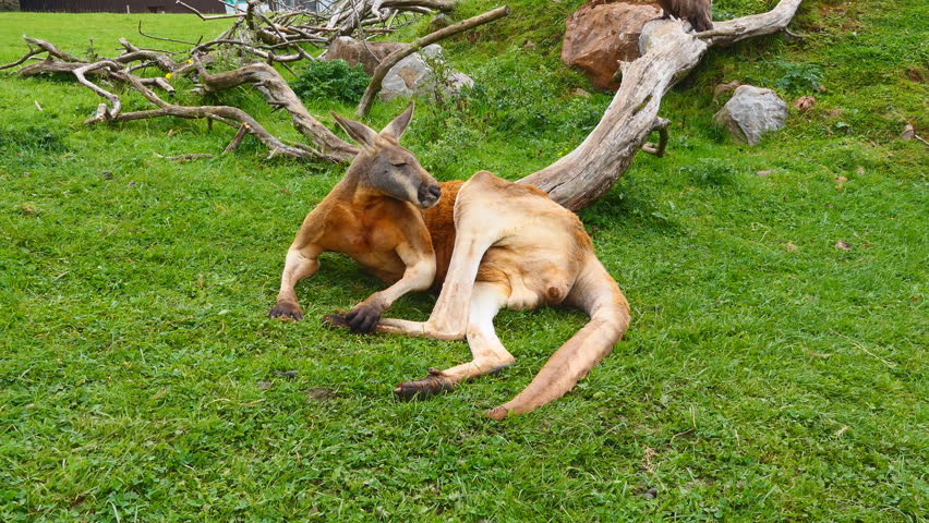 kangaroo lying down on grass: Stockvideos & Filmmaterial (100 % lizenzf...