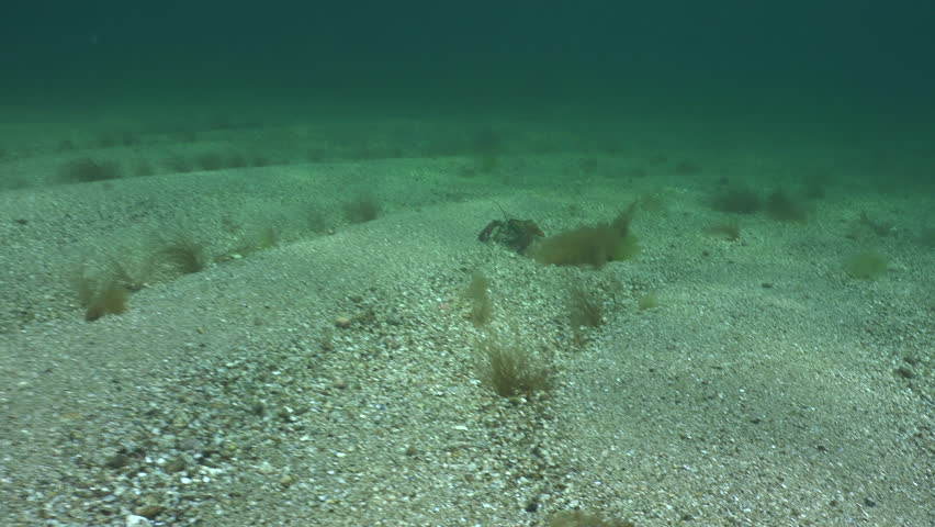 American Lobster on Sea Floor