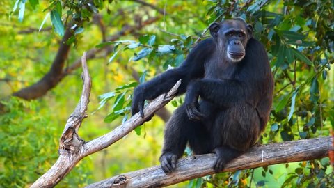 Chimpanzees sit on dry branches
